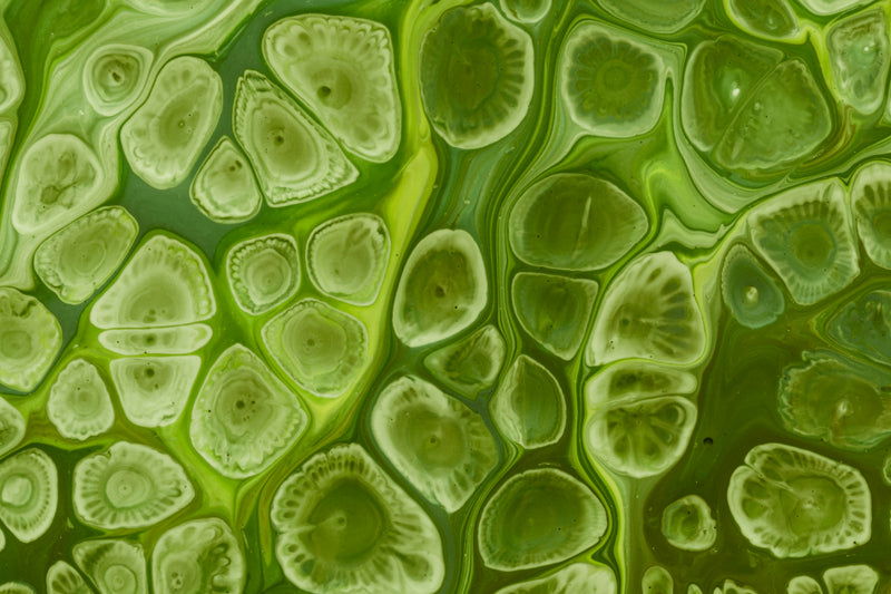 Alkaloids, Saponins & Mucilage